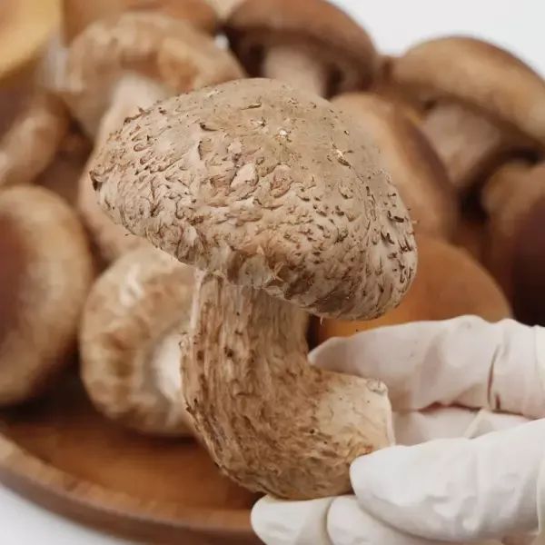 상품 이미지: 향긋 쫄깃한 고기버섯 무농약 송화고 송고 송향버섯 500g 1kg