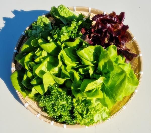 상품 이미지: [길쑤파머KS] 유럽 샐러드 채소 1kg 야채 상추 쌈채소 버터헤드 바타비아 로메인 프릴 모듬샐러드 [국내산]