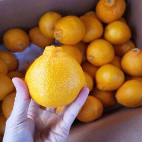상품 이미지: 제주 달달 제철과일 한라봉 가정용 혼합or랜덤 10kg
