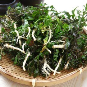 상품 이미지: 국내산 냉이 1kg 향긋한 국내산 햇 노지 냉이 1kg (1차세척)