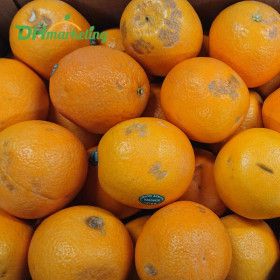 상품 이미지: 못난이 오렌지 15kg 대용량