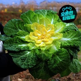 상품 이미지: 농산물마루 제철 봄동 2kg/1kg 산지에서 신선함으로 전해드립니다