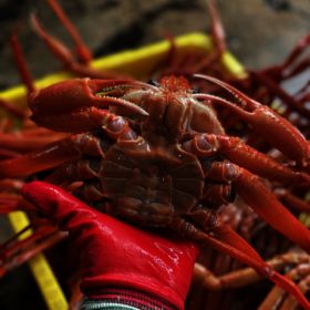 상품 이미지: 후포리 정품 A급 박달홍게 3kg+1kg 1kg 증정이벤트