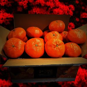 상품 이미지: 한라산농장 레드향 10KG 혼합 및 특정과 폭싹세일 최고당도