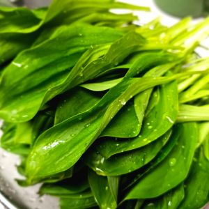 상품 이미지: 양구군산림조합 생 명이나물 1Kg 산마늘 품질보증 산지직송