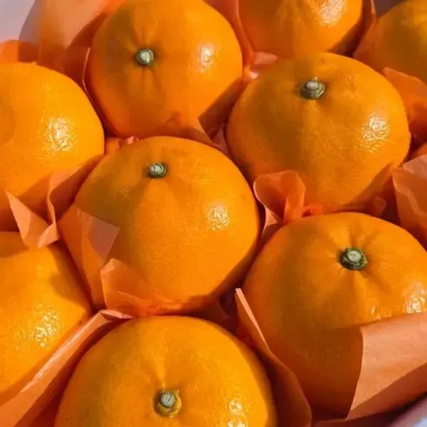 상품 이미지: [품질보증] 제주 산지직송 제철 고당도 천혜향 2kg 로얄 중과 12과내외