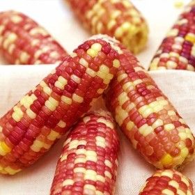 상품 이미지: 알록달록 홍찰 냉동 삶은 찰옥수수 30개 10~15cm내외