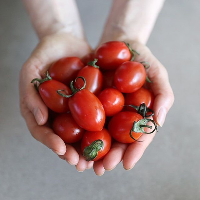상품 이미지: [산지직송] 싱싱탱탱 대추방울토마토 2kg 실중량 외 스테비아토마토 / 흑토마토
