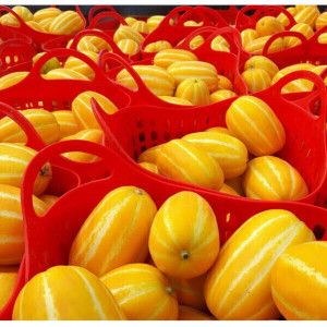 상품 이미지: (신선집중) 산지직송 당도선별 가정용 성주참외 5kg 랜덤 첫물 참외 벌꿀참외