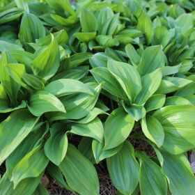 상품 이미지: 울릉도 명이나물 500g 연하고 부드러운 울릉도산100%