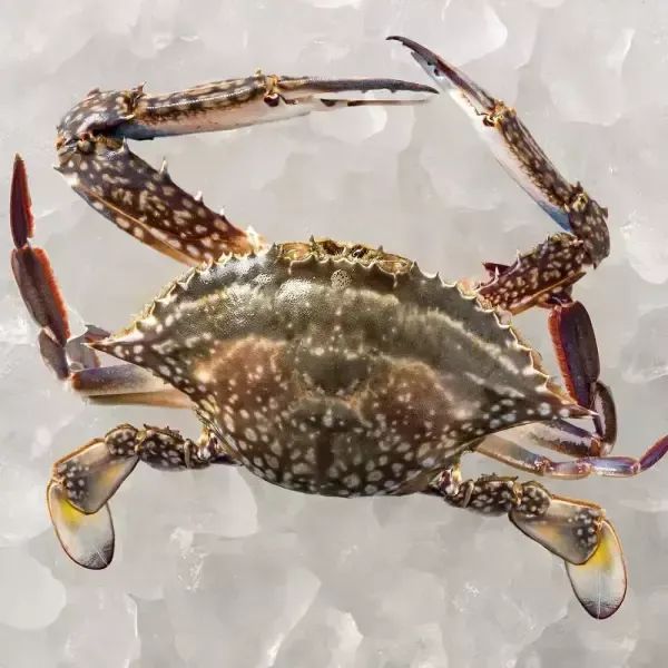 상품 이미지: [대한민국농수산] 2026 제철 활 암꽃게 1/2kg