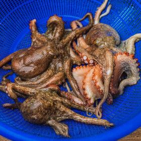 상품 이미지: (신선집중) 국내산 활 돌문어 당일조업 1kg 2-4미 (2개 구매 시 초장 증정)