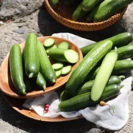 상품 이미지: 수분 가득 아삭한 GAP 미니 스낵오이 1kg(17-20개)