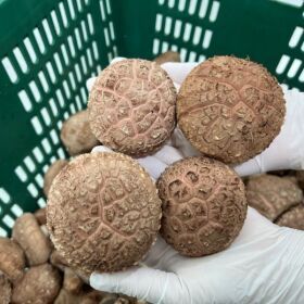 상품 이미지: 무농약 친환경 화고 생 표고버섯 3kg 상급 선물세트 향이좋은 산지직송 자연산 표고농장