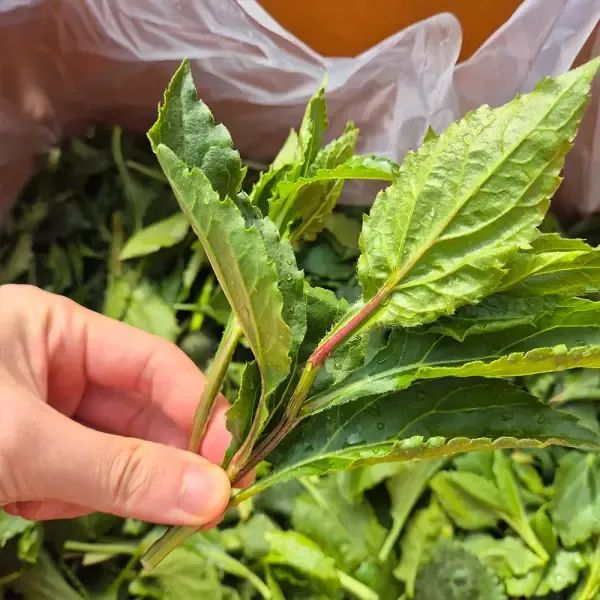 상품 이미지: [아침이슬농원] 제주산 취나물 생취나물 당일수확 산지바로발송 4kg