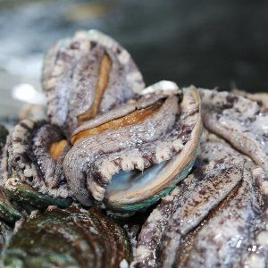 상품 이미지: (신선집중) 바다마을 완도 참전복 대왕특대 6-7미 1kg