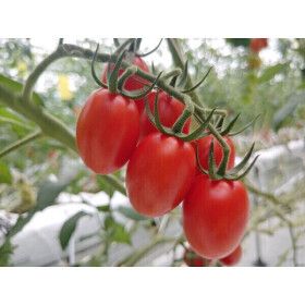 상품 이미지: 산지직송 대추 방울토마토 최상급 프리미엄 로얄과 1kg 2kg 3kg 대추방울토마토2kg 2개 구매시 5kg발송