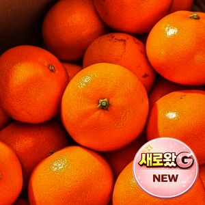상품 이미지: (하루딱50박스) 최대16brix 상큼달콤 제주 천혜향 // 5kg 정품 22-38과내외