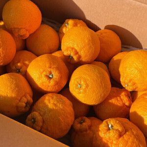 상품 이미지: 최고당도 품질보증 달콤한 제주 한라봉 10kg  마지막 물량 (정품 혼합과 10kg)