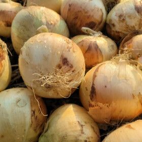 상품 이미지: (품질보장) 26년수확 국내산 달달하고 단단한 햇 양파 중대 5kg 오늘발송 100%환불보장