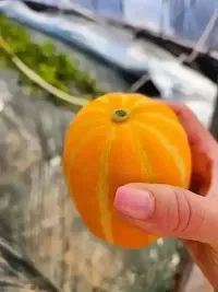 상품 이미지: [달코미]성주꿀참외/못난이/박스포함5KG이상