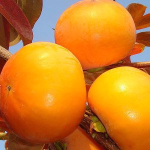 상품 이미지: 경남 단감 10kg(51-60과) 실중량