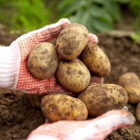 상품 이미지: 포슬포슬 맛있는 감자 3kg 왕특