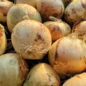 상품 이미지: (품질보장) 26년수확 국내산 달달하고 단단한 햇 양파 중대 5kg 오늘발송 100%환불보장