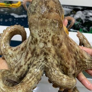 상품 이미지: (신선집중) 국내산 당일조업 자연산 활 돌문어 1kg(1-3미내외) 여수 문어 / 2세트 구매시 할인+초장 증정