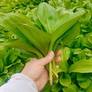 상품 이미지: (신선집중) 강원태백 생 명이나물 산마늘 1kg / 명이나물 / 장아찌 / 주말반짝특가