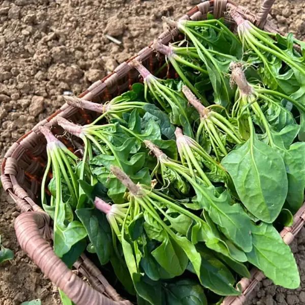 상품 이미지: 26년 무안황토밭 시금치 1kg