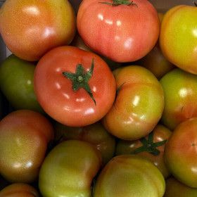 상품 이미지: 떨이농산 찰토마토 생식용 5kg 크기랜덤 에라 모르겠다 막 드릴게요