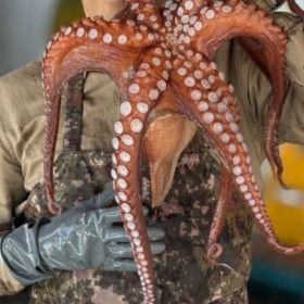 상품 이미지: (신선집중) 산지직송 통영 자연산 돌문어 1kg 1.5kg 제철 보양식문어 순차발송