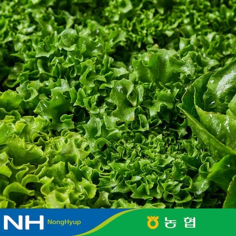 상품 이미지: [농협선별] 유러피안 샐러드 1kg 4종 대용량 야채믹스 / 채소믹스 / 프릴아이스