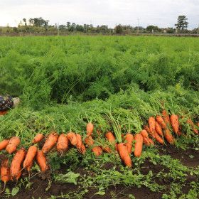 상품 이미지: 달큰 아삭 국내산 제철 햇당근 5kg 산지직송 흙당근 품질좋은 특품