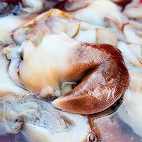 상품 이미지: (신선집중) 국내산 남해안 손질 새조개 속살 200g (원물 1kg 손질) / 하루 100개 한정 특가 찬스