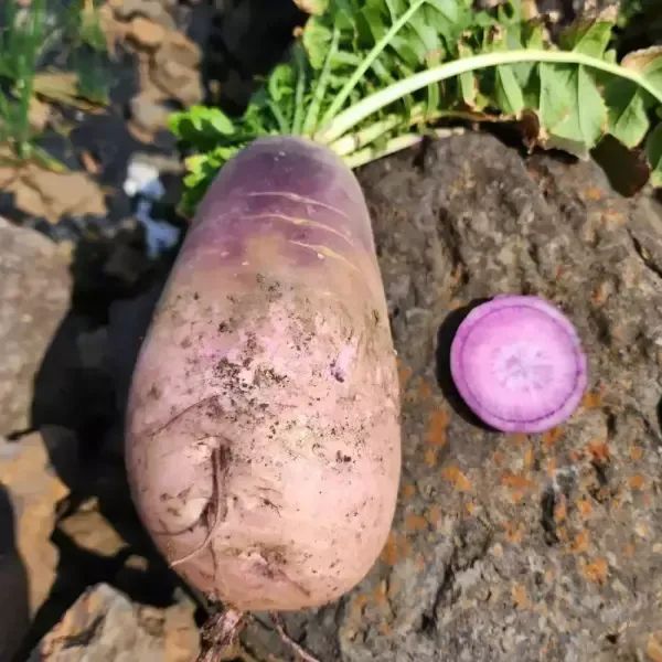 상품 이미지: 안토시아닌이 풍부한 제주 자색무 보르드무 3kg