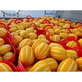 상품 이미지: 산지직송 당도선별 가정용 랜덤 성주참외 2kg 실중량