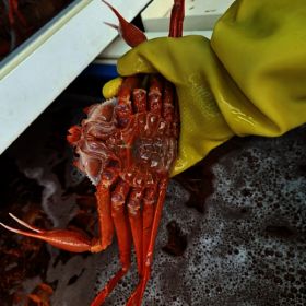 상품 이미지: 고급형 박달홍게 4kg 몸통수율 80%~90% 다리수율 90% 이상 붉은대게 S급 프리미엄 자숙 후 2.4 ~ 2.8kg