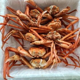 상품 이미지: (신선집중) 울진 후포리 박달 홍게 3.5kg (8-10미 내외 / 다리 수율 85%이상/500g서비스) 총 4kg A급 홍게