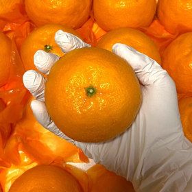 상품 이미지: (신선집중) 제주 햇 게르마늄 카라향 혼합과 당도선별 가정용 5kg