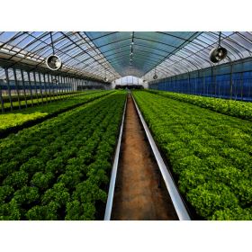 상품 이미지: 대간농장유러피안샐러드 800g 쌈채소 버터헤드 미니 로메인 바타비아 멀티리프 크리스탈