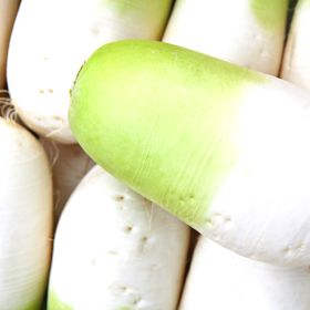 상품 이미지: 국내산 (파격할인) 제주 월동무 세척 무우 실중량 10kg