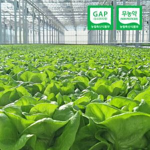 상품 이미지: (신선집중) 유러피안 샐러드 야채 쌈채소 (무농약/GAP인증) 1kg내외(3-6종랜덤)