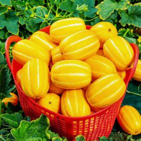 상품 이미지: 역대급 당도 초달달 성주 꿀 참외 2kg 혼합과 기스과 (4~20과 내외)