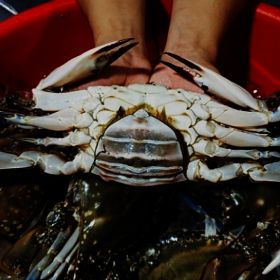 상품 이미지: 국내산 프리미엄 활 생물 암꽃게 총 1kg