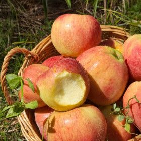 상품 이미지: 사과 경북 부사 꿀과즙 빨간 사과 7kg 중소과(33~41과 내외)