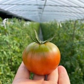 상품 이미지: 대저토마토 짭짤이토마토 제철 일반 L과 2.5kg  대저 정품 토마토 시즌 재개 최저가 행사