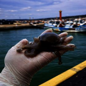 상품 이미지: (특가) 제철 봄 알베기 국내산 주꾸미 1kg  쭈꾸미 샤브샤브 봄 주꾸미