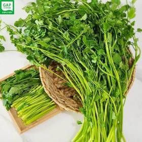 상품 이미지: 나주노안농협 향긋한 미나리 1kg(200g x5팩) 세척 미나리 gap인증 산지직송